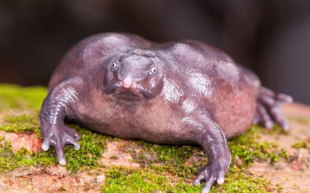 London’s multi-Olympiad marvel, Aanya Goyal wins silver for India in informatics