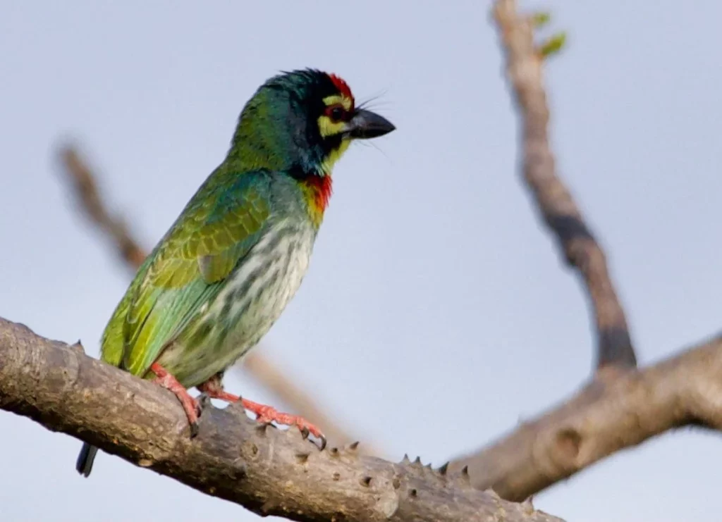 Photography by Dr Nageswara Rao Koneti 