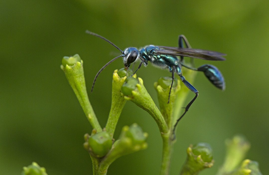 Photography by Aishwarya Sridhar | Wildlife Photographer Award Winner
